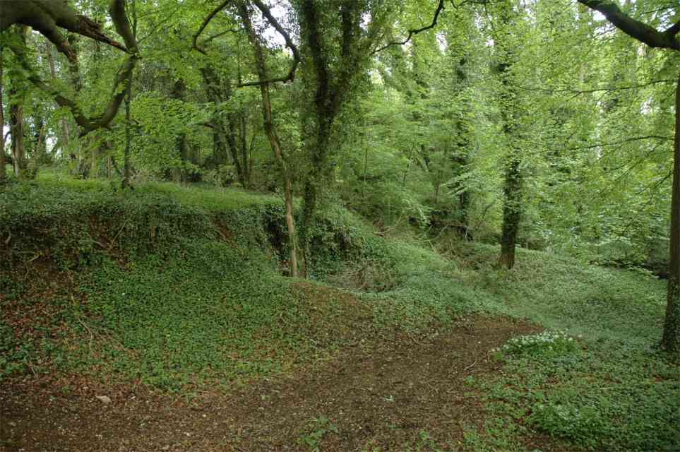 woodland-near-slad