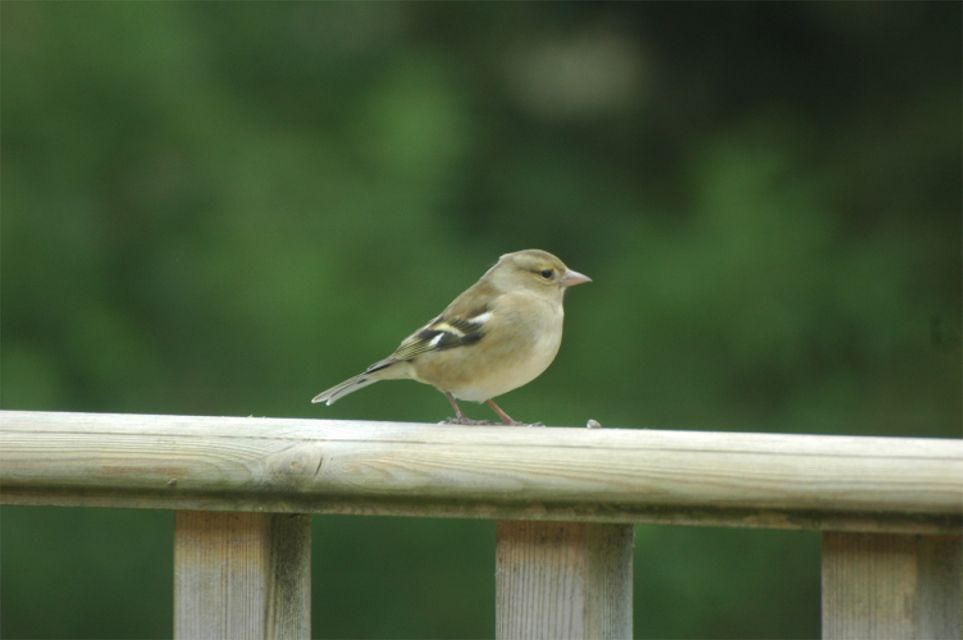 Chaffinch female 01