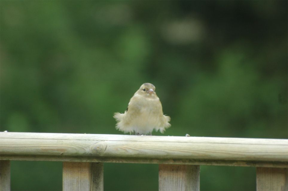 Chaffinch fluffy 01