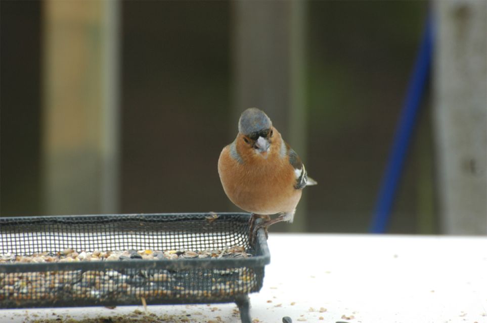 Chaffinch w seed 2