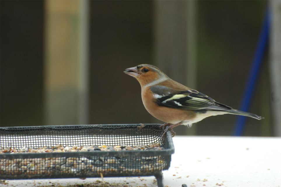 Chaffinch w seed