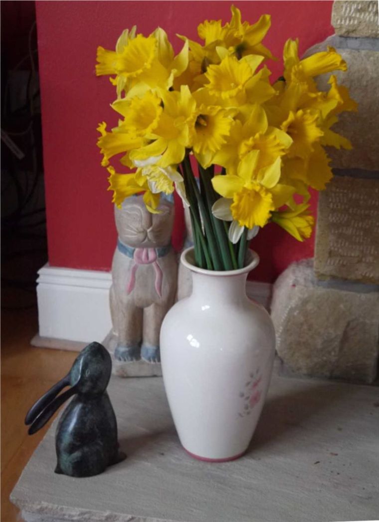 Daffodils