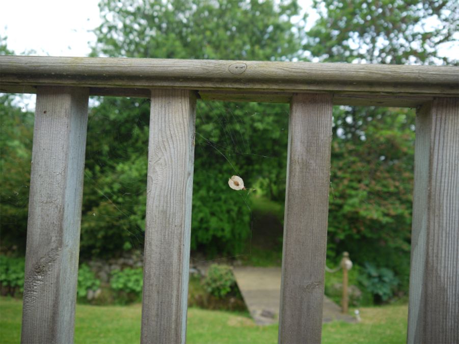 Wych elm seed P1010780