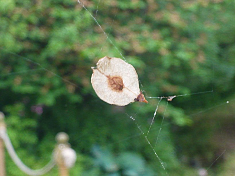Wych elm seed P1080809