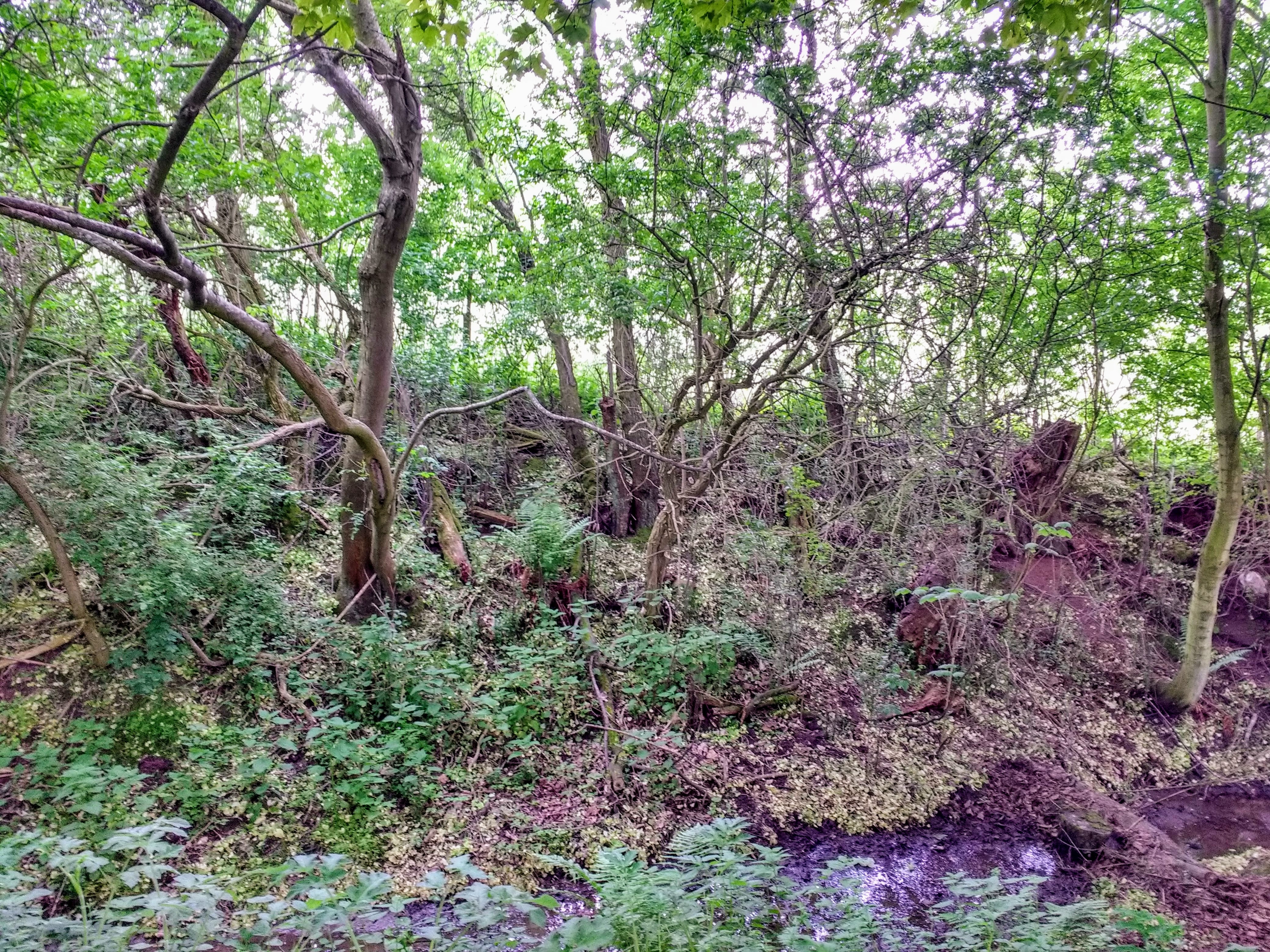 img_20180531_144406352_hdr